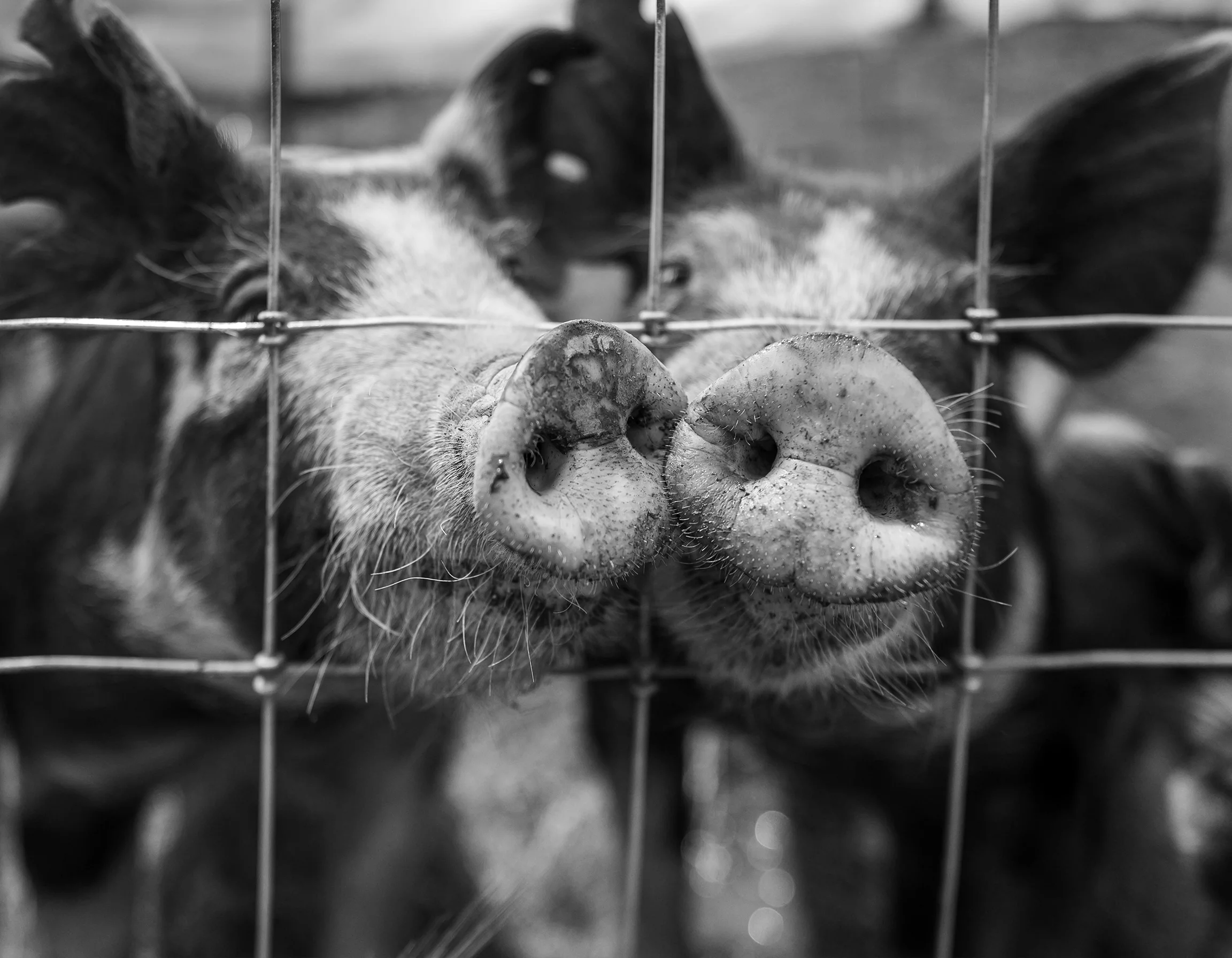Spécialité Locale le cochon cul noir